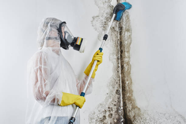 Best Commercial Mold Remediation in Celina, OH
