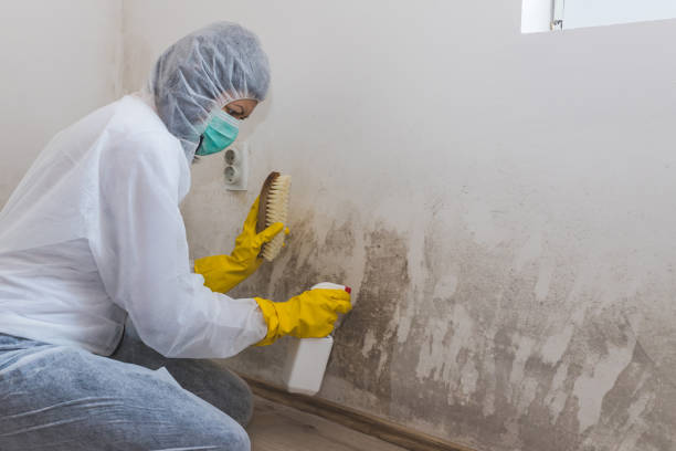 Professional Mold Remediation in Celina, OH
