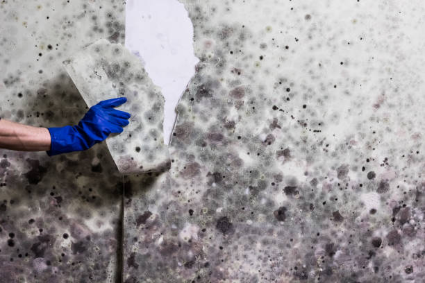 Best White Mold Remediation in Celina, OH